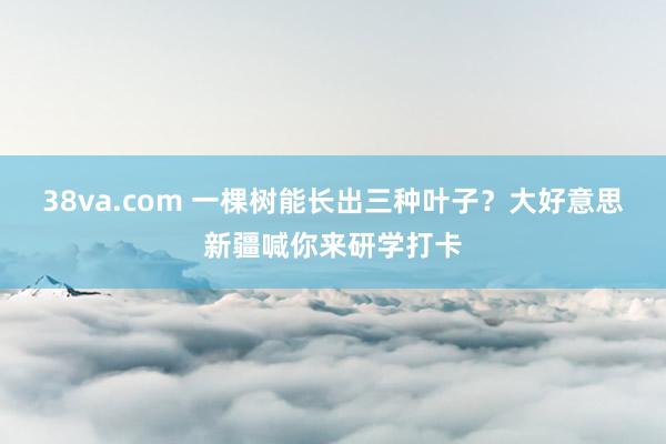 38va.com 一棵树能长出三种叶子？大好意思新疆喊你来研学打卡