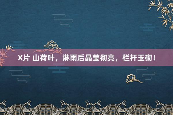 X片 山荷叶，淋雨后晶莹彻亮，栏杆玉砌！
